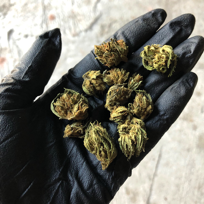 Addison Farm growing hemp and veggies in the heart of Granby Granby