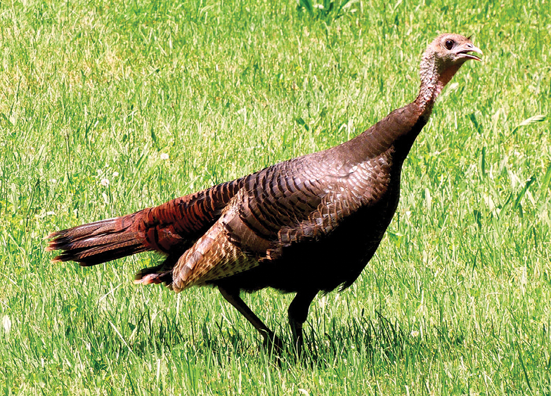 The bird of the season the wild turkey Granby Drummer