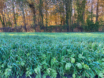 A season of rest, cover crops and growth
