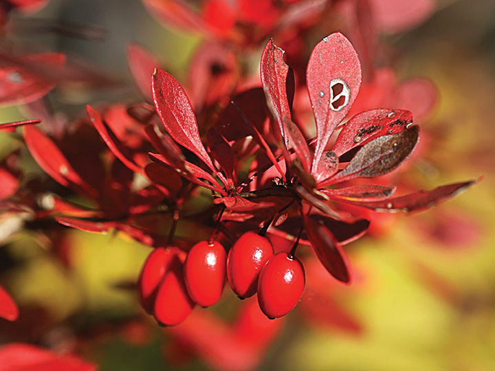 Japanese Barberry, Invasive of the Month